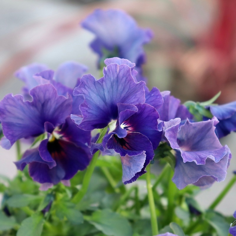 特大の超良株☆画像の現品!! 石川園芸さんのビオラ「レディ