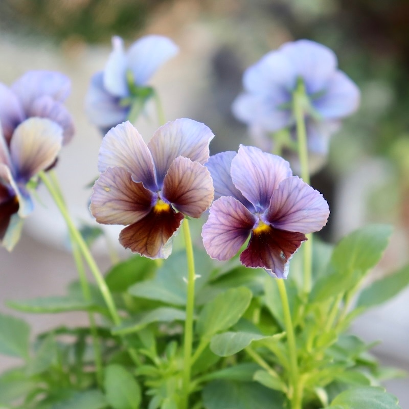 今シーズンのNEW現品1点限り☆サトウ園芸さんのビオラ・ヌーヴェル