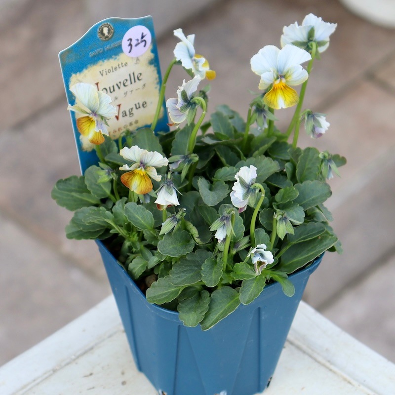 現品1点限り☆スペシャルなサトウ園芸さんのビオラ・ヌーヴェル