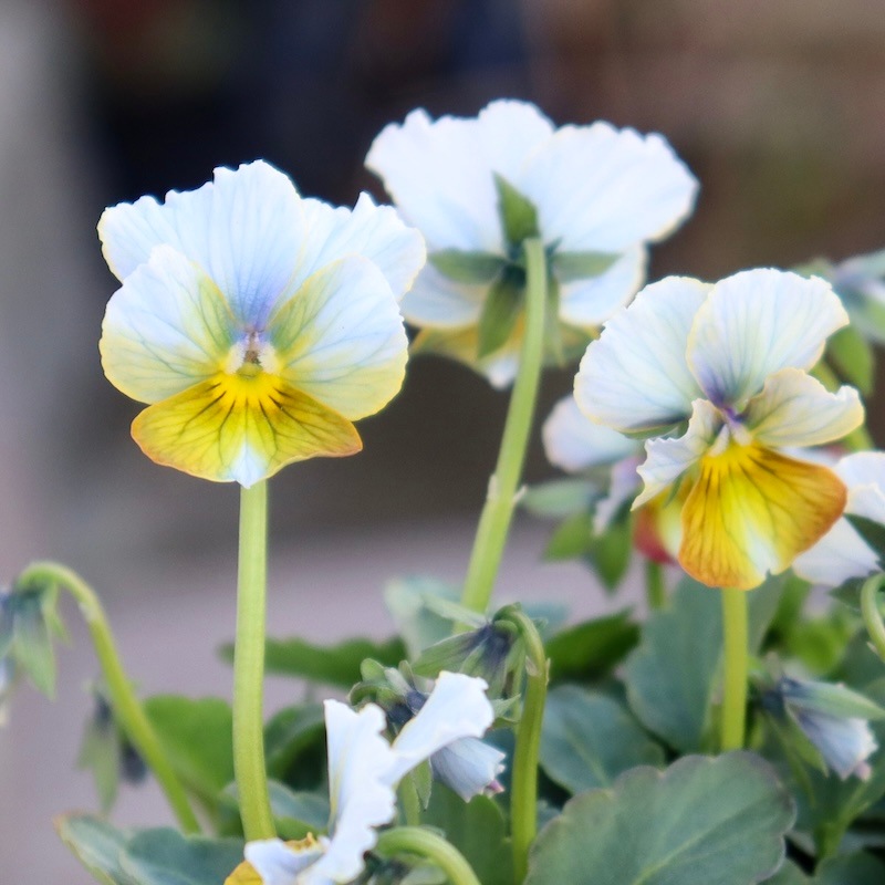 現品1点限り☆スペシャルなサトウ園芸さんのビオラ・ヌーヴェル