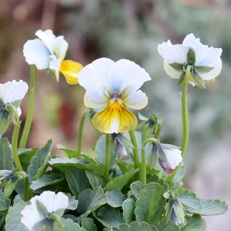現品1点限り☆スペシャルなサトウ園芸さんのビオラ・ヌーヴェル 現品1点限り☆スペシャルなサトウ園芸さんのビオラ・ヌーヴェル