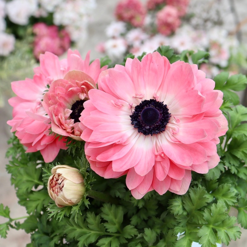 1_000000008962.jpg?1741922760