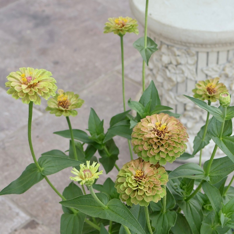 現品1点限り♪八重咲きジニア・クイーン「ライムウイズブロッチ