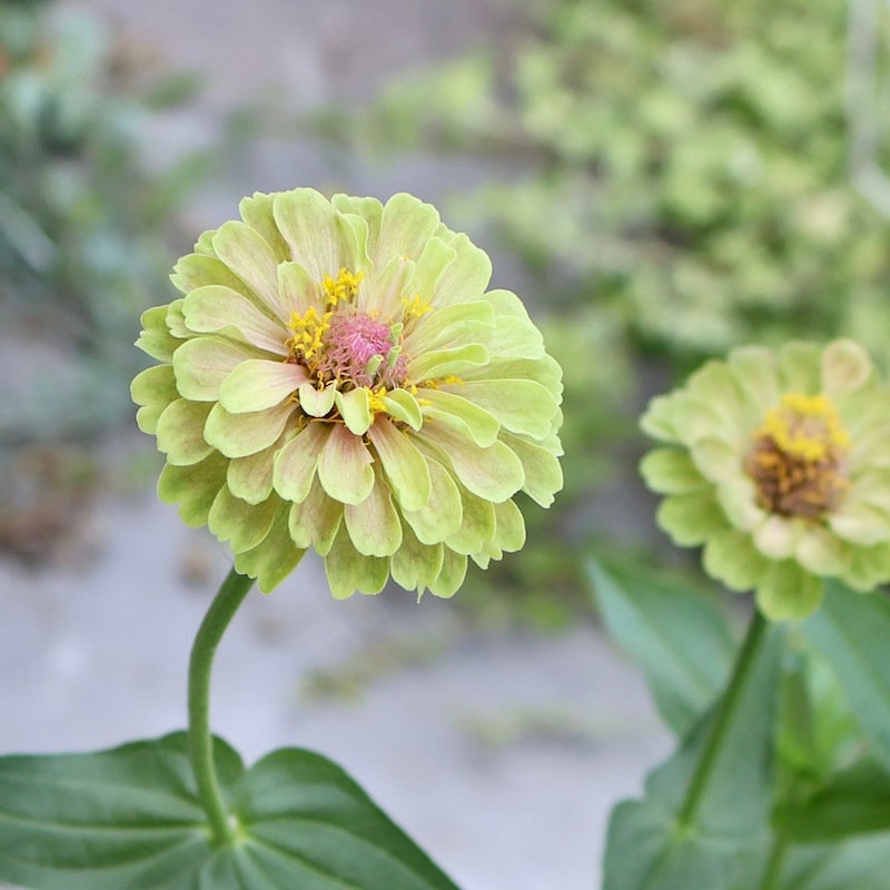 現品1点限り♪八重咲きジニア・クイーン「ライムウイズブロッチ