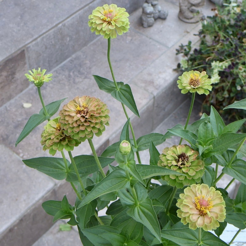 hakuyo キウイつる 160サイズ hakuyo キウイつる 160サイズ hakuyo様専用 キウイつる 160サイズ