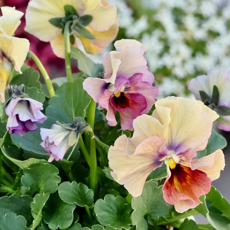 画像の現品1点限り☆桐生ふぁ~む×花日和さんのビオラ「アイクルール