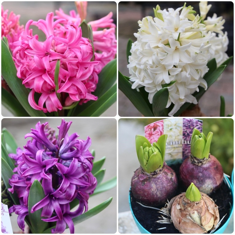 4号鉢 ヒヤシンスの芽出し球根 ミックス3球植え 4号鉢 ヒヤシンスの芽出し球根 ミックス3球植え