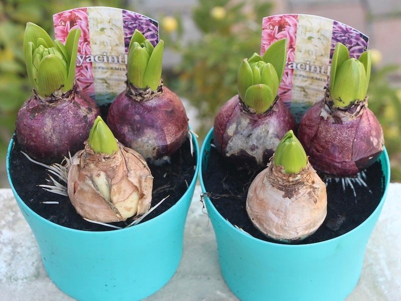 4号鉢】ヒヤシンスの芽出し球根☆ミックス3球植え