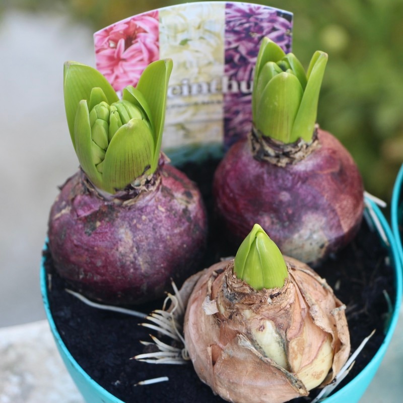 4号鉢】ヒヤシンスの芽出し球根☆ミックス3球植え