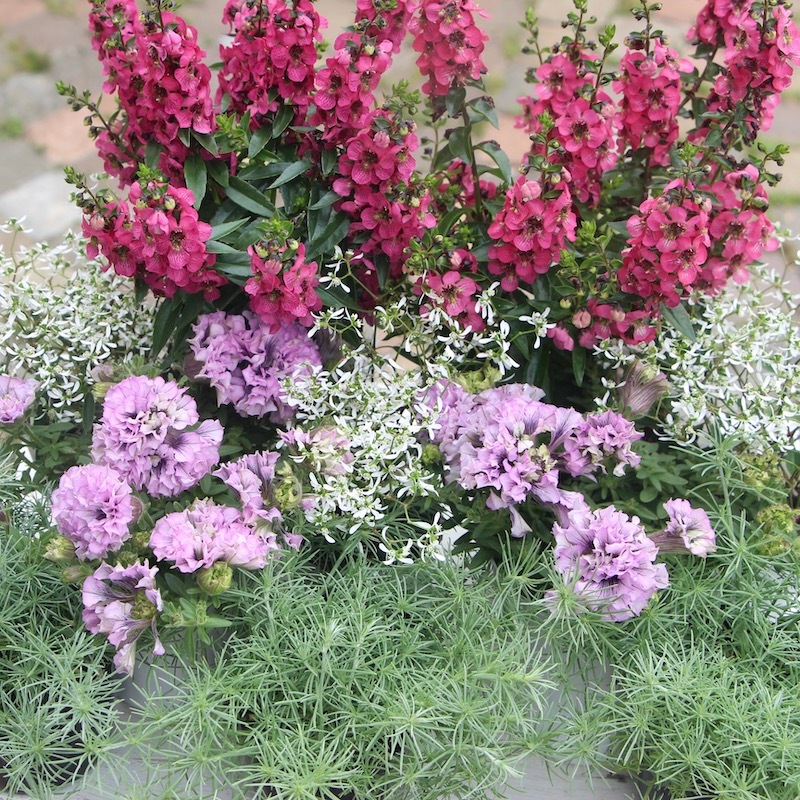 トロイアルケ センアンプルローズ様 アンゲロニア・セレニータ「ローズピンク」(3.5号ポット)