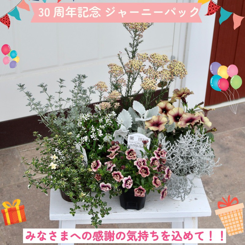 30周年記念☆ジャーニーパック】花苗No.423セット(ラムレーズン他8株