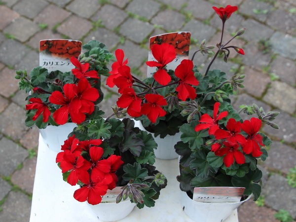 ゼラニューム カリエンテ ファイヤー 大ポット