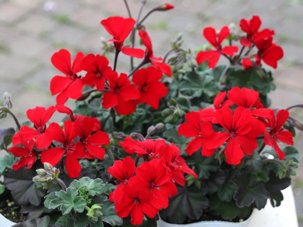 ゼラニューム カリエンテ ファイヤー 大ポット