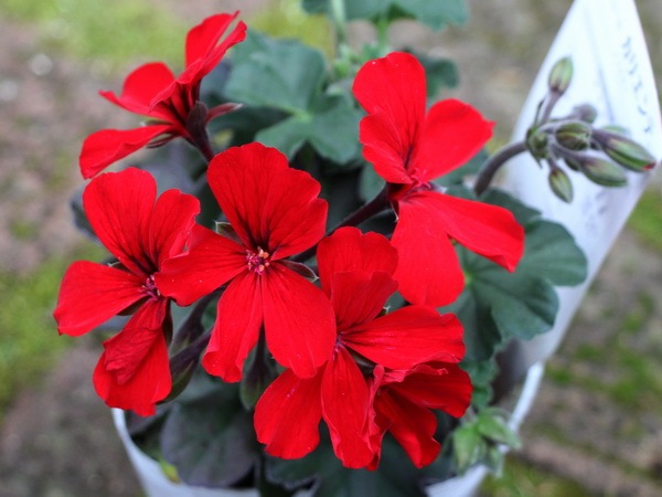 ゼラニューム カリエンテ ファイヤー 大ポット