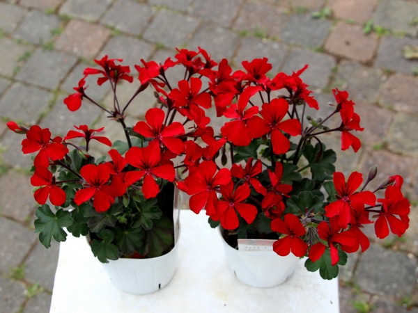 ゼラニューム カリエンテ ファイヤー 大ポット