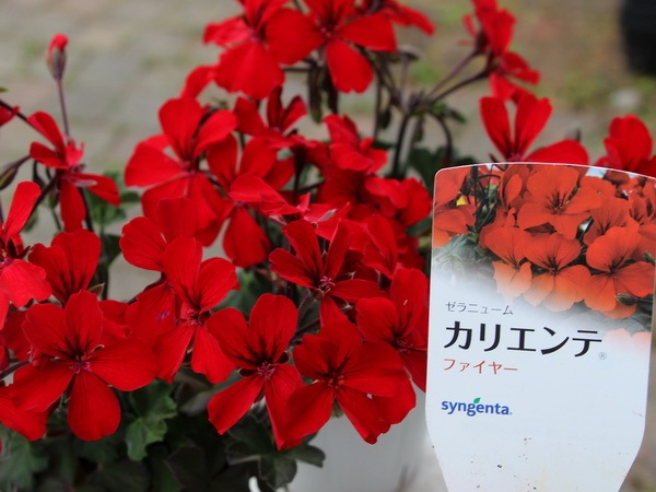 ゼラニューム カリエンテ ファイヤー 大ポット
