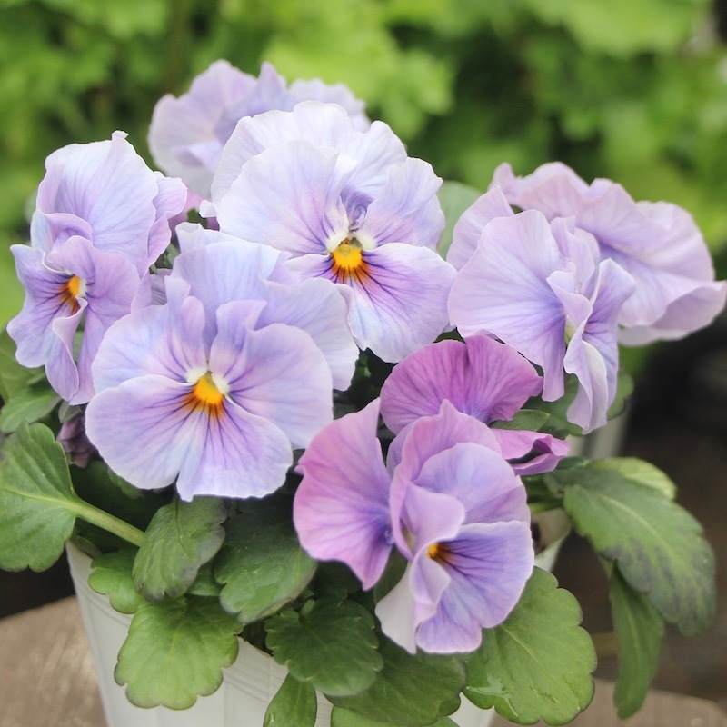 現品1点物!!花日和さんのフリル咲きパンジー「シエルブリエ」＜21-29＞