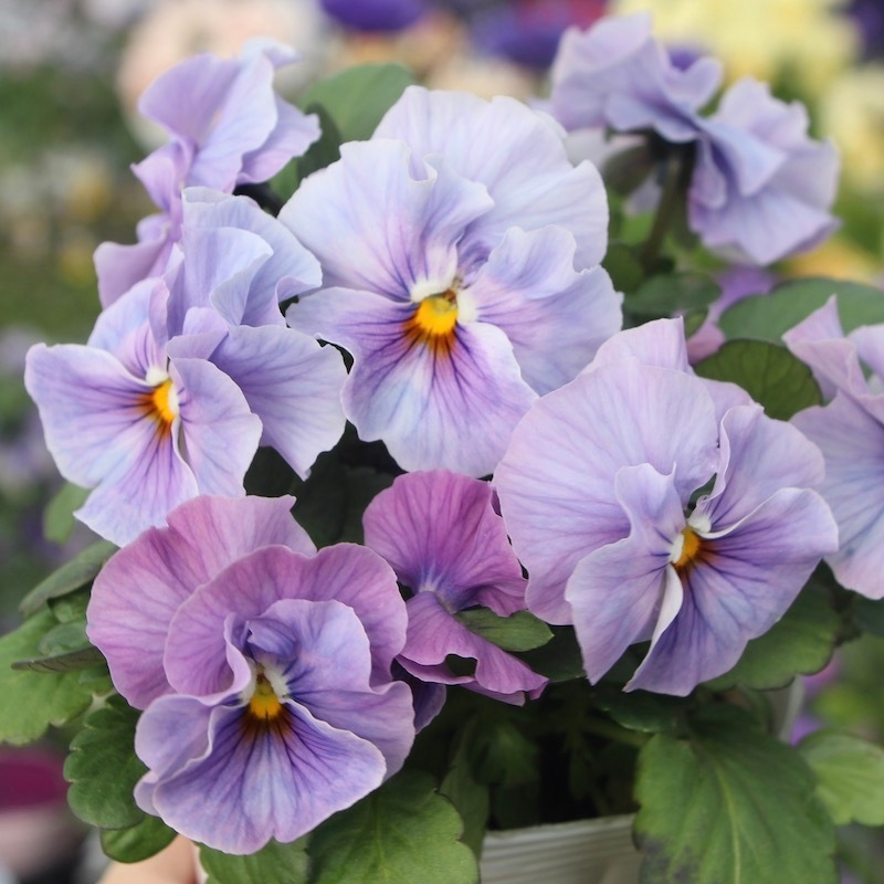 RYU様専用【現品】R-gardenオリジナルフリルパンジーフルール