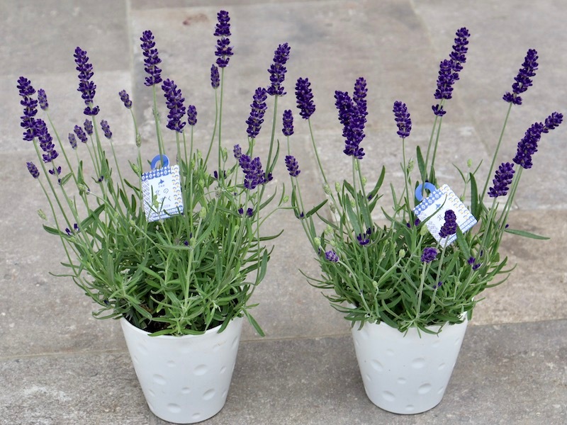 遂に入荷♪イングリッシュラベンダー「北のしずく」ディープブルー(濃