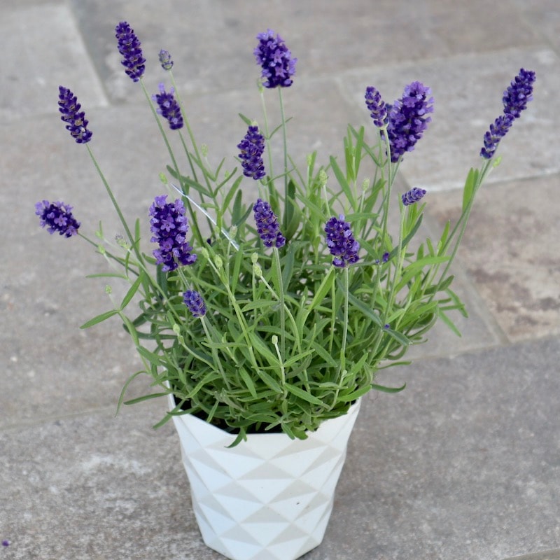 CUNEさまご購入品　リメイク浅鉢4号  ちょっと深め  ラベンダー くーさまご購入品 リメイク浅鉢 ちょっと深め4.5号 秋色 かぼちゃの