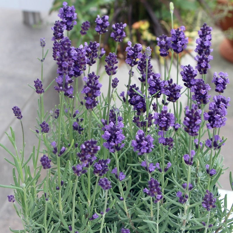 人気品種☆イングリッシュラベンダー「バレンス・ダークバイオレット」