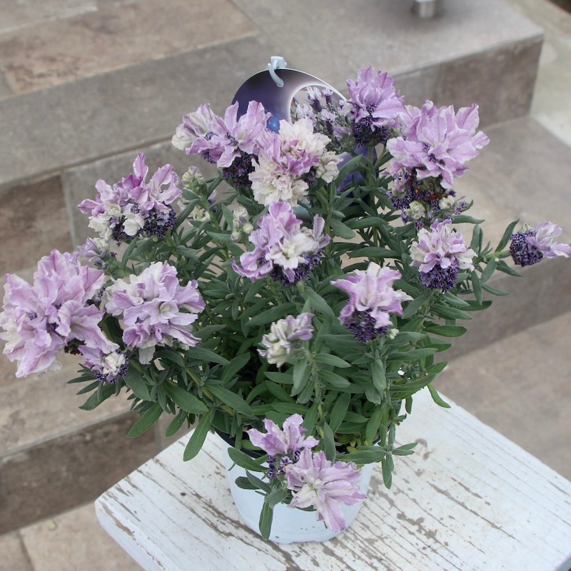 ボリューム満点5号鉢《画像(最後の6枚)の現品他》フレンチラベンダー