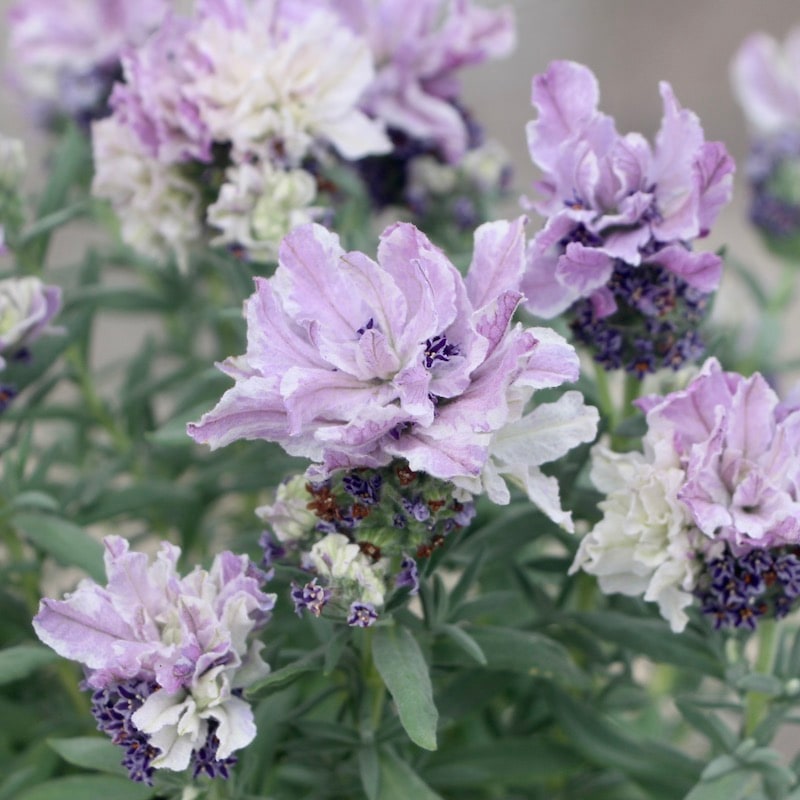 ボリューム満点5号鉢《画像(最後の6枚)の現品他》フレンチラベンダー