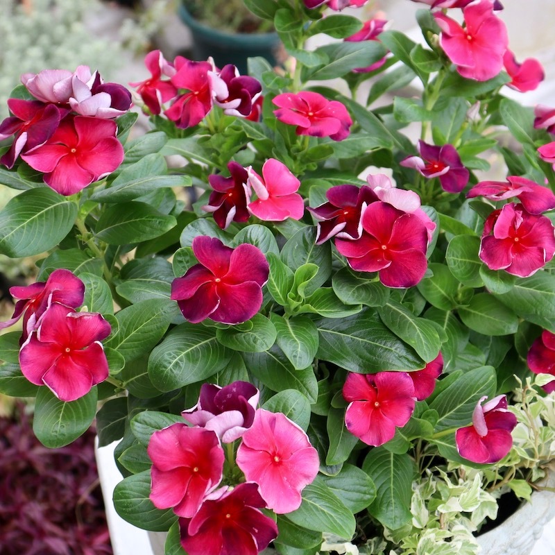 お買い得!! 直径約45㎝お値打ち1点物☆見本鉢「燃えるようなビンカ」