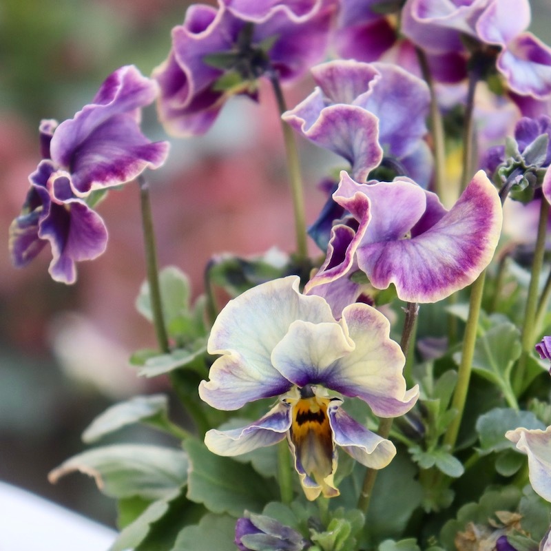 画像の現品1点限り!!サトウ園芸さんのビオラ・ヌーヴェルヴァーグ