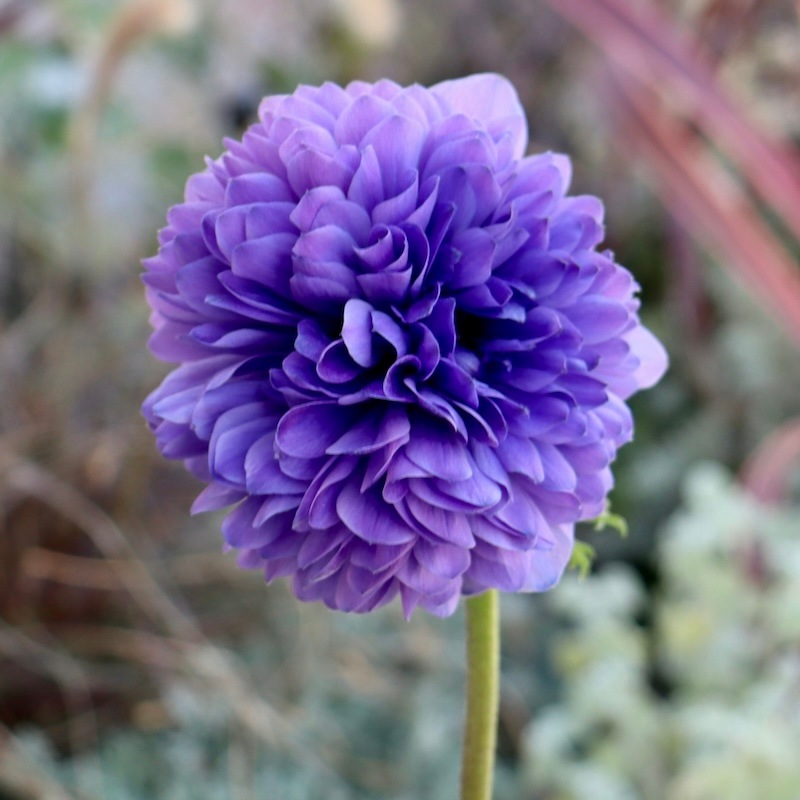 画像の現品1点限り!! 2年生株のプレミアム八重咲きアネモネ「パンドラ