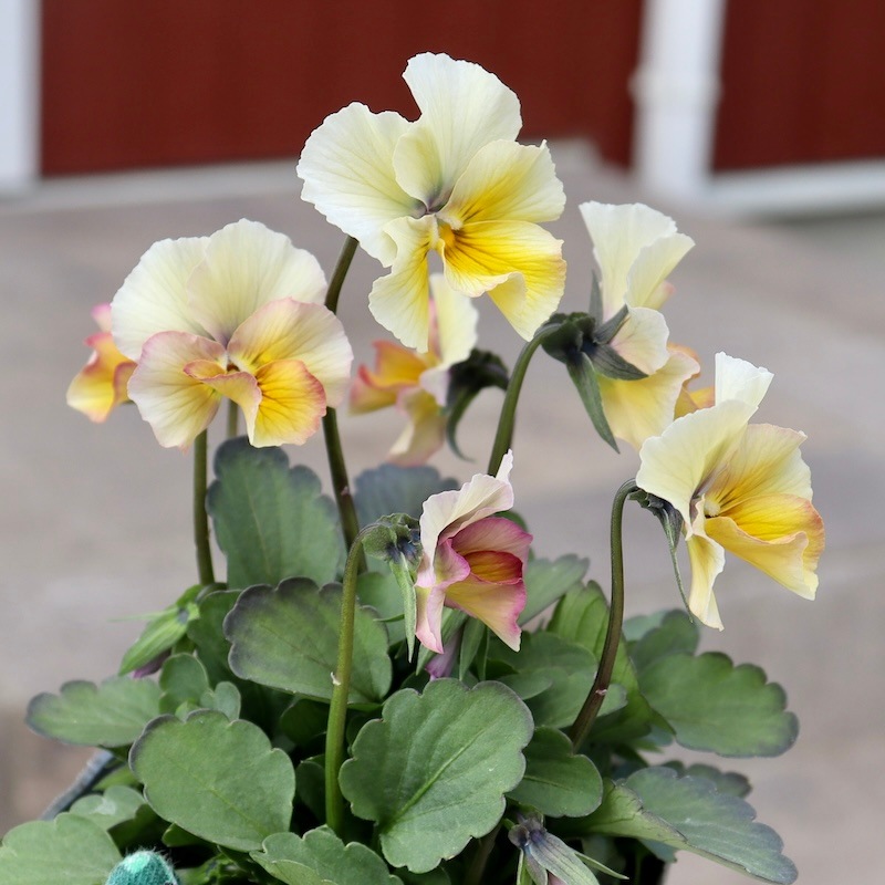 画像の現品1点限り!!吉村さんの花首のより長くなるビオラ「君待ち」2409番