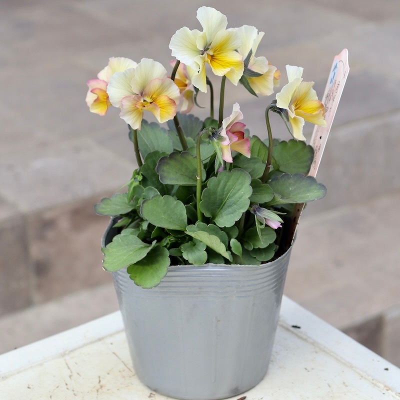 画像の現品1点限り!!吉村さんの花首のより長くなるビオラ「君待ち」2409番