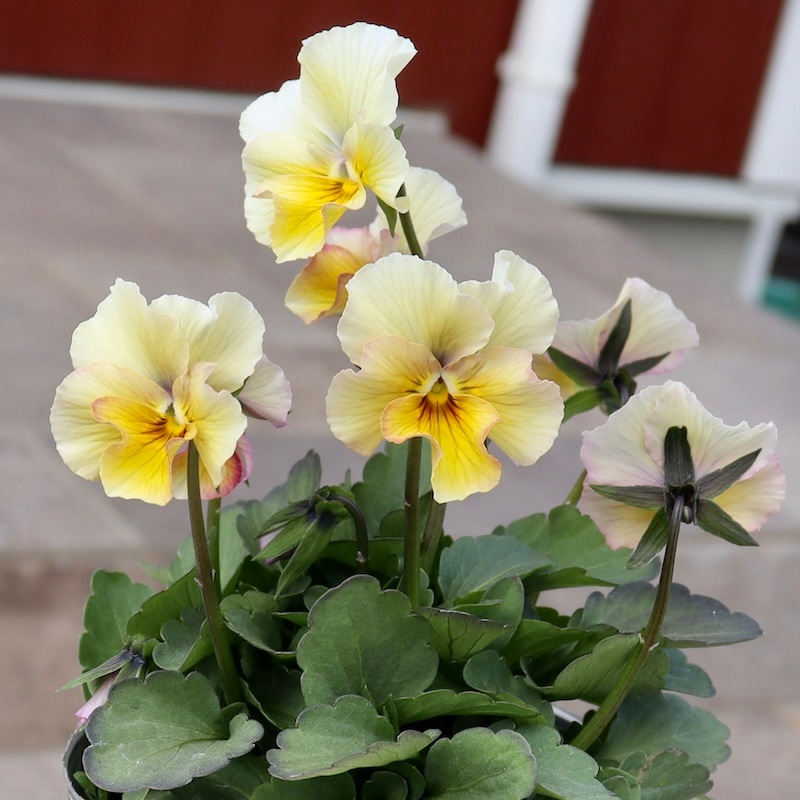 画像の現品1点限り!!吉村さんの花首のより長くなるビオラ「君待ち」2409番