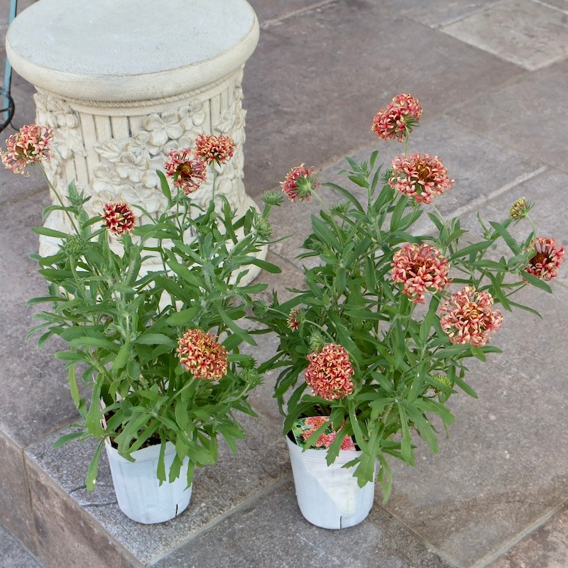 専用】ガイラルディア ガリア ①ポット苗、その他 専用】ガイラ