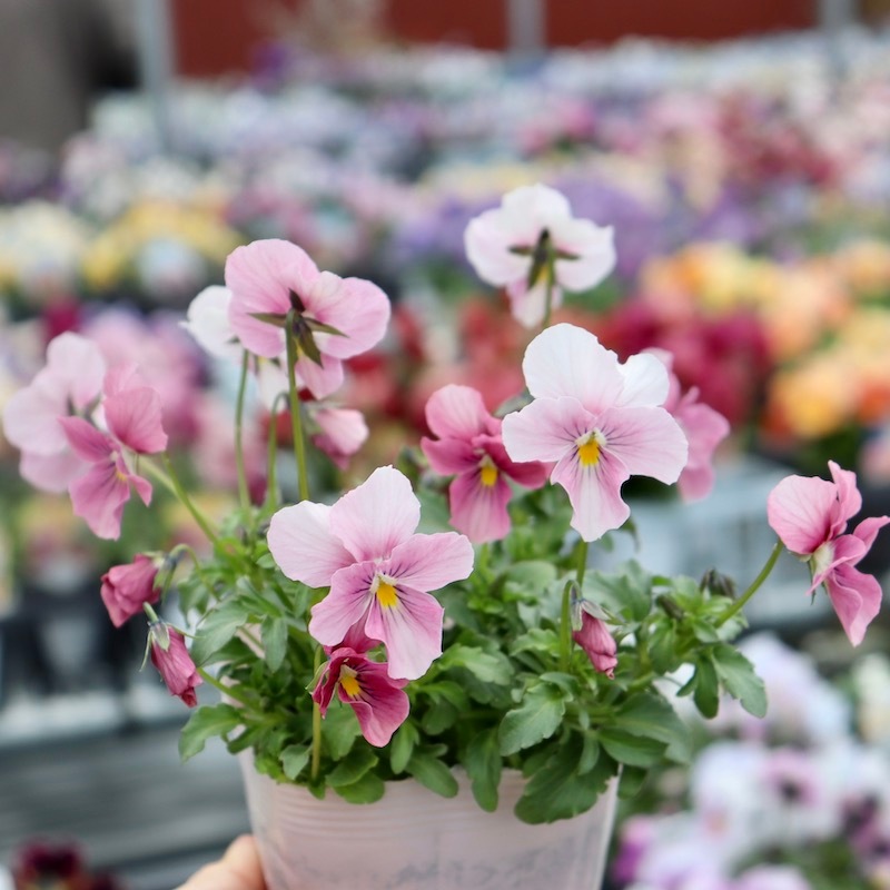 やっぱり可愛い(^^)うえたオリジナルビオラ「アクアピンク」(3.5号ポット)