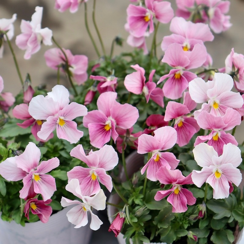 acca アッカ　ビオラファンタジー　シュシュ　ピンク acca ピンク サテンシュシュ