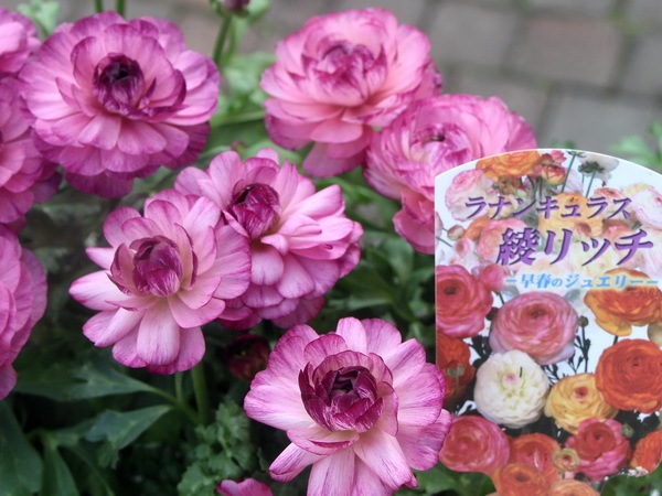 ラナンキュラス「綾リッチ」1番(3.5号ポット)