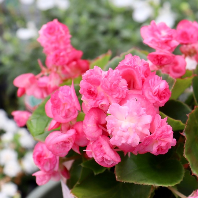 花苗 八重咲きベゴニア ホワイト ローズ 多年草 3号ポット ピンク パソダブル 日陰 丈夫 レッド