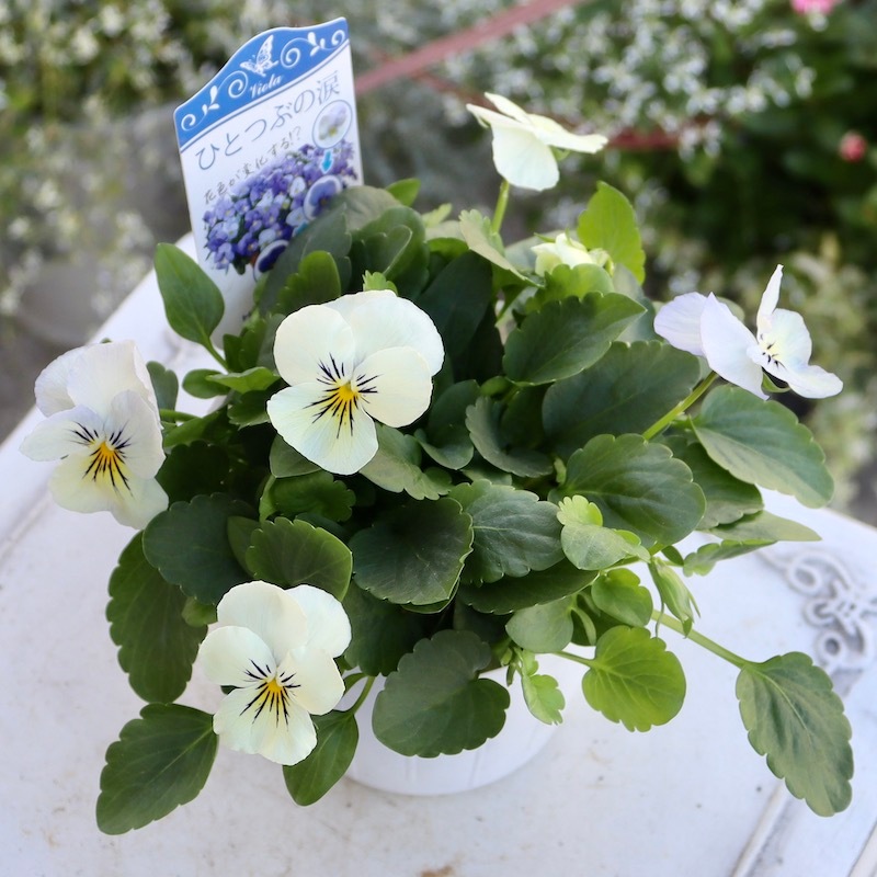 風散歩イチオシ☆変わり咲きビオラ「ひとつぶの涙」(3.5号ポット)