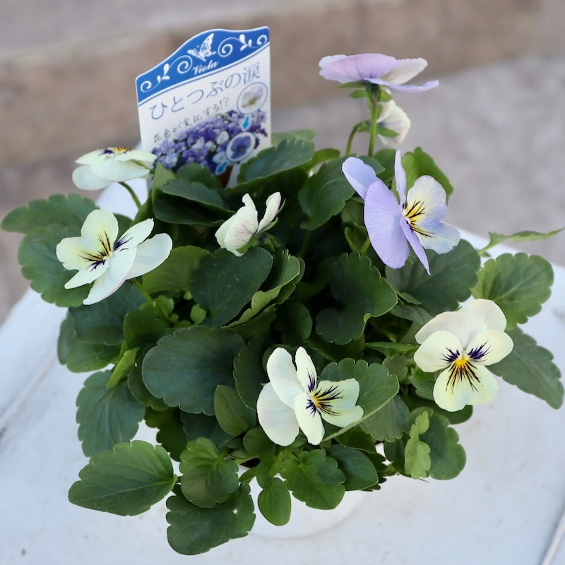 風散歩イチオシ☆変わり咲きビオラ「ひとつぶの涙」(3.5号ポット)
