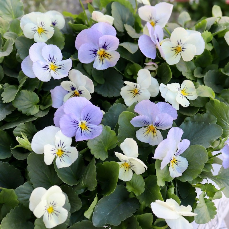 26_000000003564.jpg?1698849950