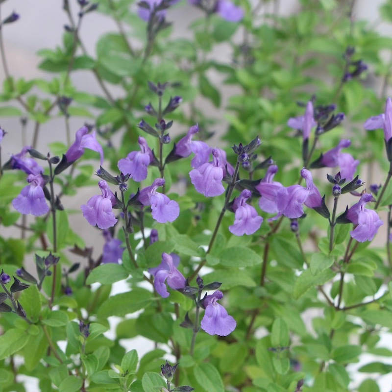 オーレアミモザとエリンジウムのリース　ビオラ　アメジストセージ ユーカリ オーレアミモザとエリンジウムのリースビオラアメジストセージ ユーカリ