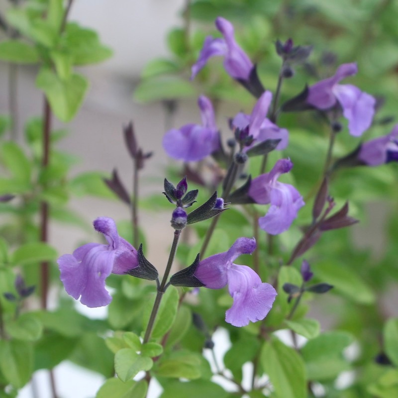 希少品種の限定入荷!! チェリーセージ「アメジスト」(3.5号ポット)