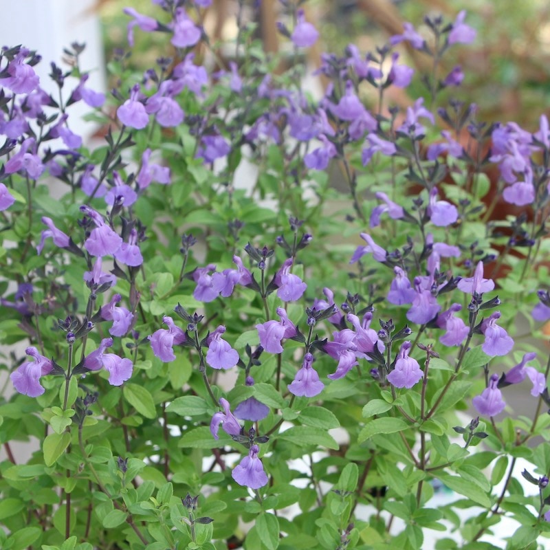 希少品種の限定入荷!! チェリーセージ「アメジスト」(3.5号ポット)