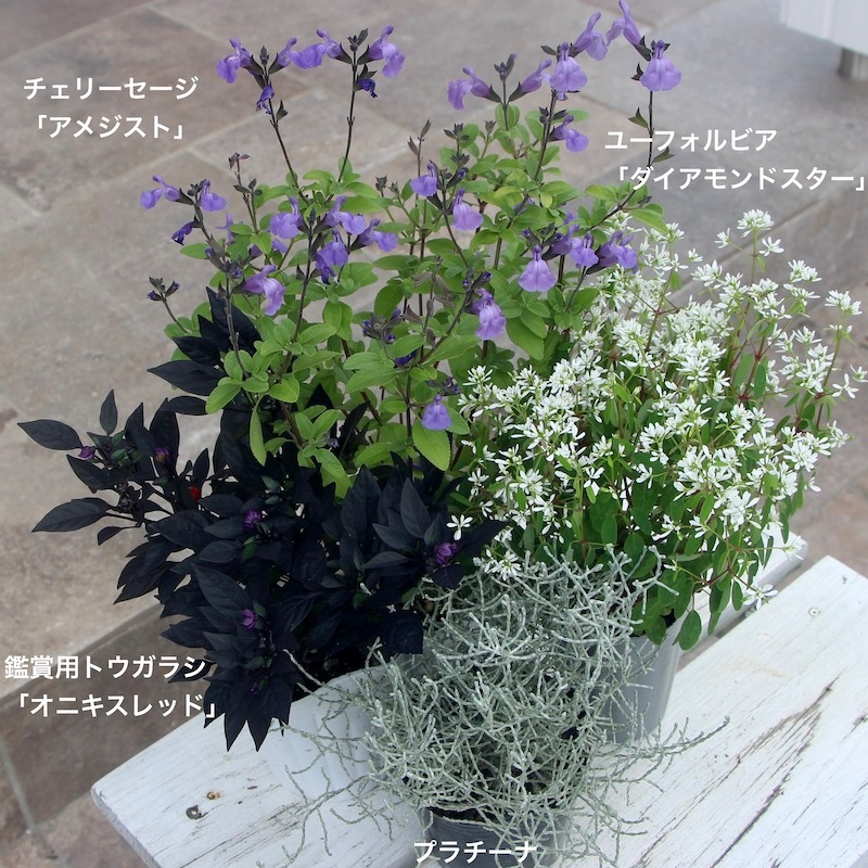 希少品種の限定入荷!! チェリーセージ「アメジスト」(3.5号ポット)