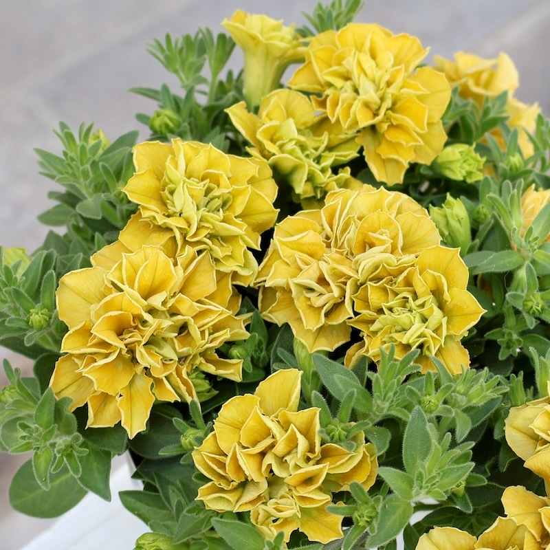 16_000000006064.jpg?1744606756