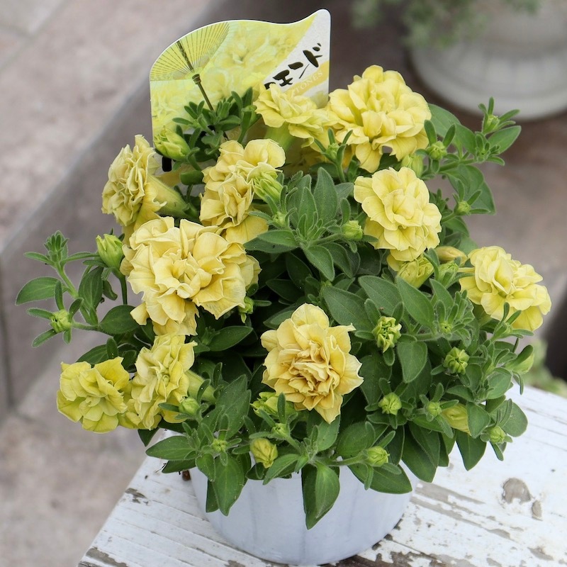 ラスト!!希少品種☆超良株♪小輪八重咲きペチュニア「イエロー