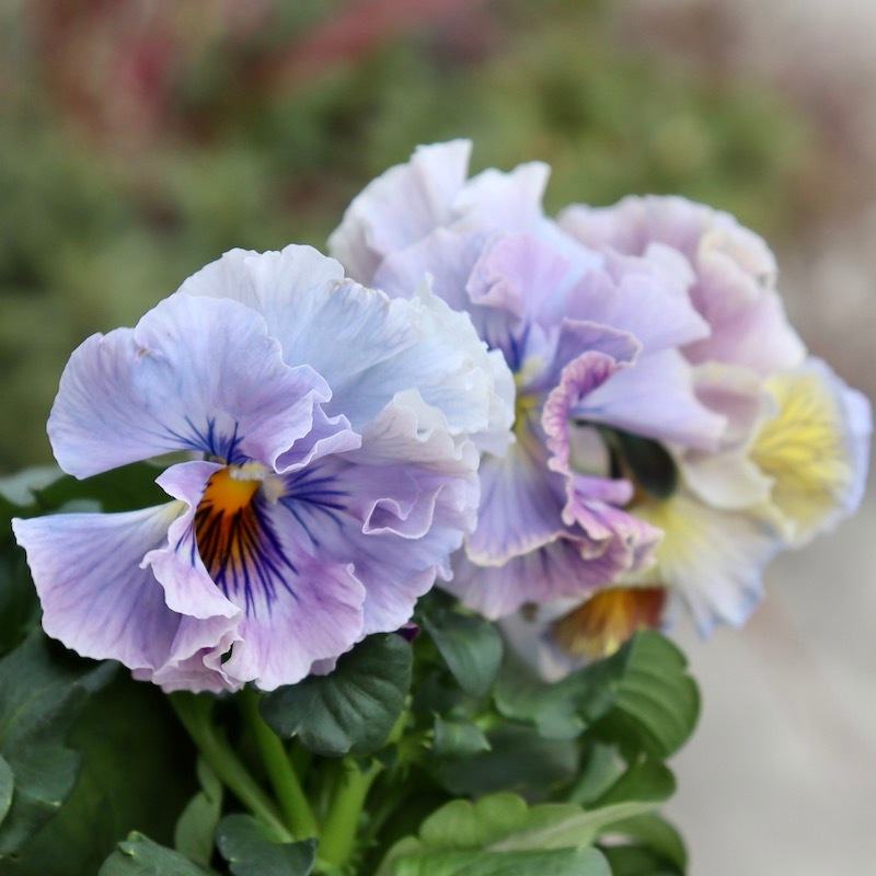 画像の現品1点限り☆Rガーデンさんのアンティークフリルパンジー