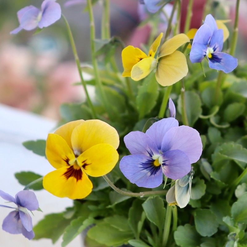 画像の現品☆1点限り☆ゲブラさん育種ビオラ・ミステリアスシリーズ