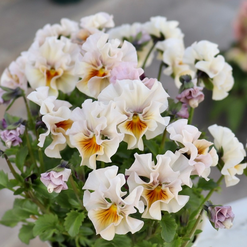 画像で色を選べる!!高知・植田さんのフリル咲きビオラ「マーブル」＜40番＞